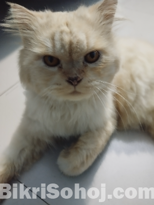 একটি পার্শিয়ান বিড়াল বিক্রি করা হবে